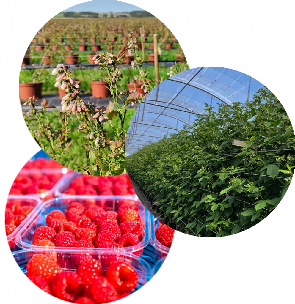 Sławoszynko Farm Fieldstone Investments